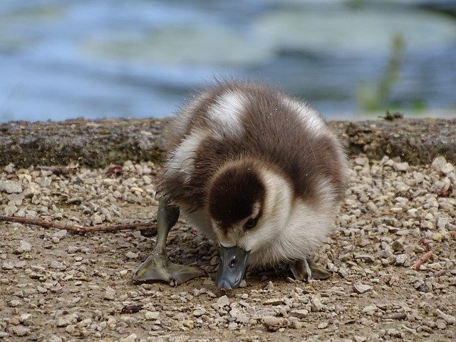 Free download Chicks Nature Close Up -  free photo or picture to be edited with GIMP online image editor