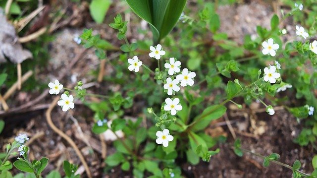 Free download Chickweed Wildflower Korea -  free photo or picture to be edited with GIMP online image editor