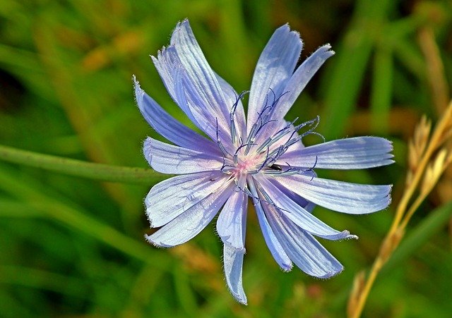 Free download Chicory Flower Blue -  free photo or picture to be edited with GIMP online image editor