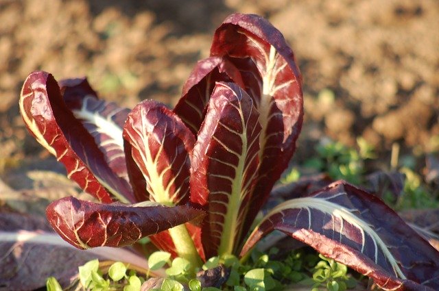 Free download Chicory Garden Winter Cascine -  free photo or picture to be edited with GIMP online image editor