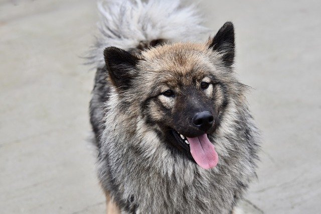 Free download Chien Chienne Eurasier -  free photo or picture to be edited with GIMP online image editor