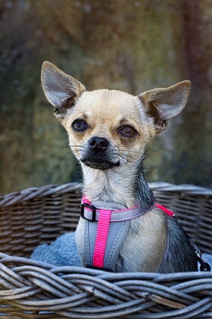 Free download chihuahua dog domestic animal free picture to be edited with GIMP free online image editor