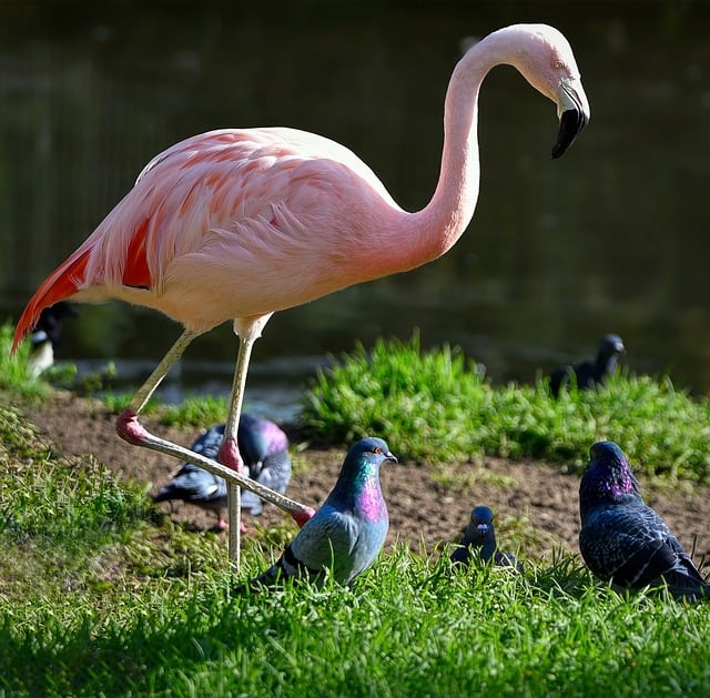 Free download chilean flamingo flamingo pigeons free picture to be edited with GIMP free online image editor