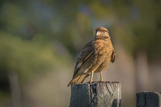 Free download chimango caracara milvago chimango free picture to be edited with GIMP free online image editor