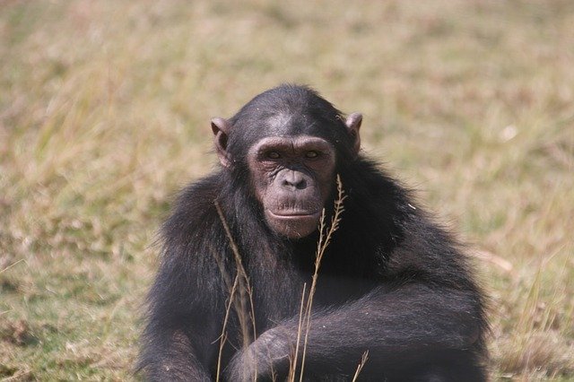 Free download Chimpanzee Eden Jane -  free photo or picture to be edited with GIMP online image editor