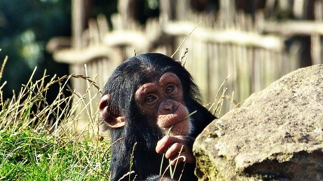 Free download Chimpanzee Monkey -  free photo or picture to be edited with GIMP online image editor