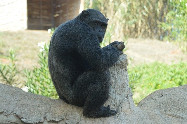 Free download Chimpanzee Primate Hominid -  free photo or picture to be edited with GIMP online image editor