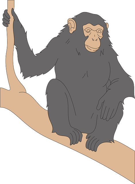 Free download Chimp Black Branch - Free vector graphic on Pixabay free illustration to be edited with GIMP free online image editor