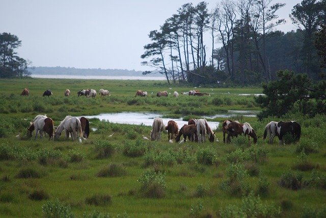 Free download Chincoteague Island Wild Ponies -  free photo or picture to be edited with GIMP online image editor