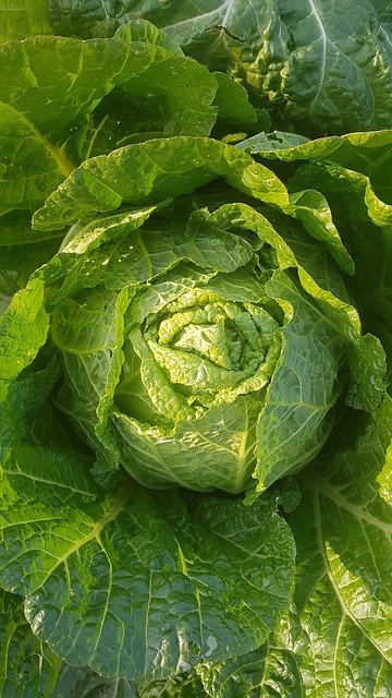 Free download Chinese Cabbage Kim Jang Kimchi -  free photo or picture to be edited with GIMP online image editor