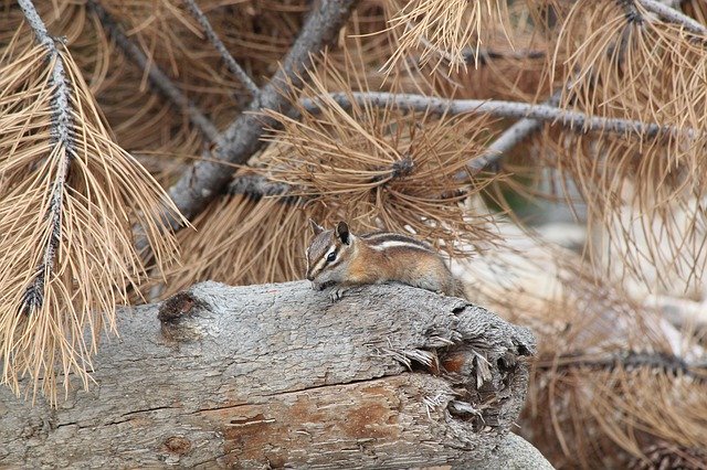 Free download Chipmunk Colorado Cute -  free photo or picture to be edited with GIMP online image editor