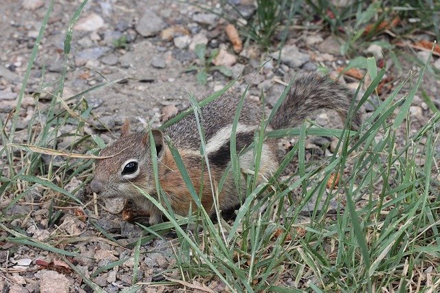 Free download Chipmunk Cute Animal -  free photo or picture to be edited with GIMP online image editor