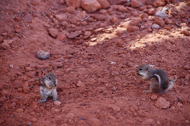 Free download Chipmunk Party Oreo -  free photo or picture to be edited with GIMP online image editor