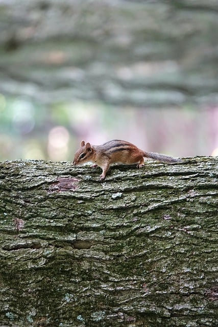 Free download chipmunk rodent animal mammal free picture to be edited with GIMP free online image editor