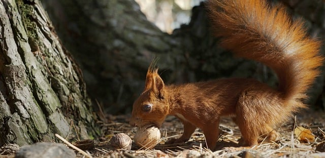 Free download chipmunk squirrel rodent eat nuts free picture to be edited with GIMP free online image editor