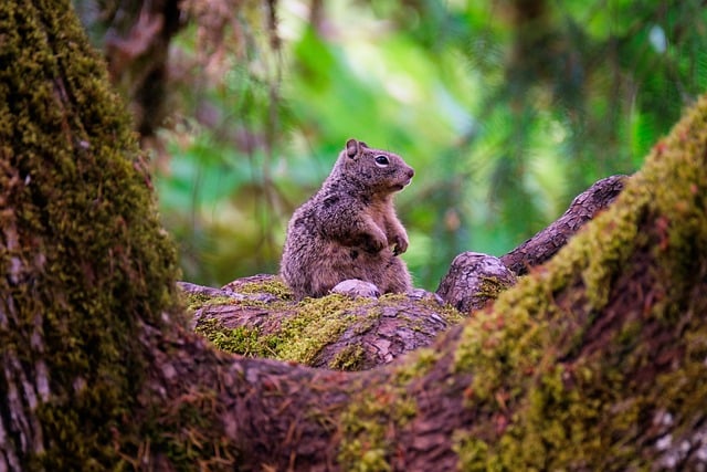 Free download chipmunk squirrel rodent tree nest free picture to be edited with GIMP free online image editor