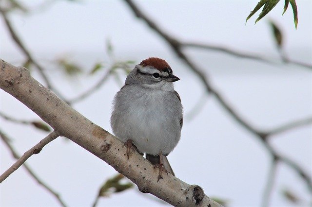 Free download Chipping Sparrow Bird -  free photo or picture to be edited with GIMP online image editor