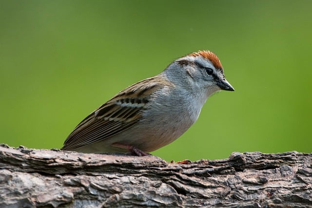 Free download chipping sparrow bird avian free picture to be edited with GIMP free online image editor