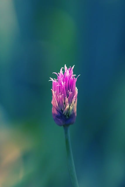 Free download chive flower plant chives herbs free picture to be edited with GIMP free online image editor