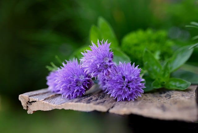 Free download chive flowers chives herbs free picture to be edited with GIMP free online image editor