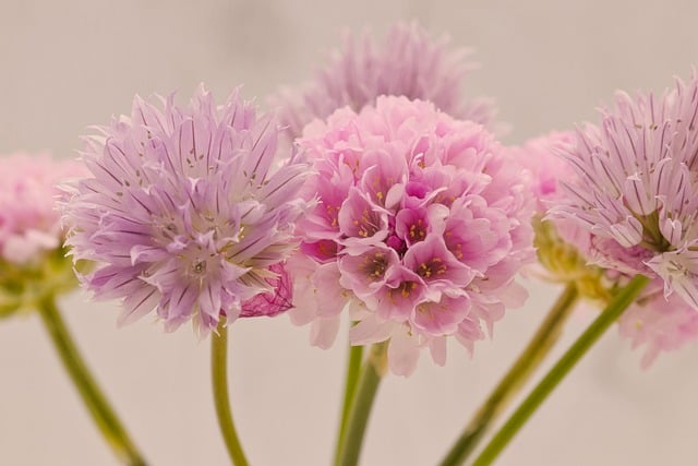 Free download chives flowers hd wallpaper petals free picture to be edited with GIMP free online image editor