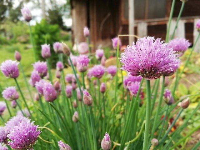 Free download Chives Garden Raised Bed -  free photo or picture to be edited with GIMP online image editor