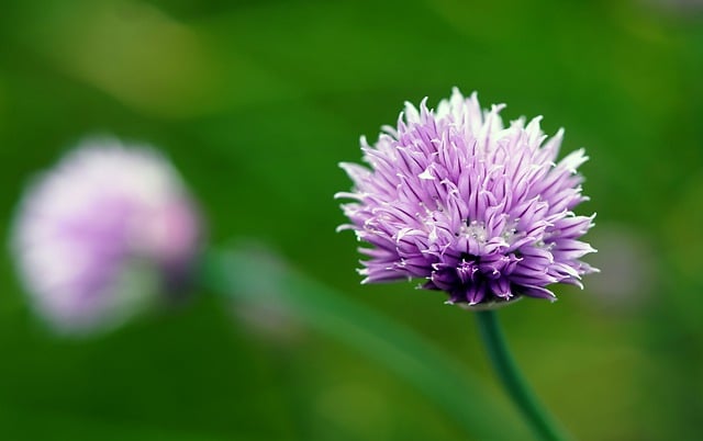 Free download chives herbs garden blossom bloom free picture to be edited with GIMP free online image editor