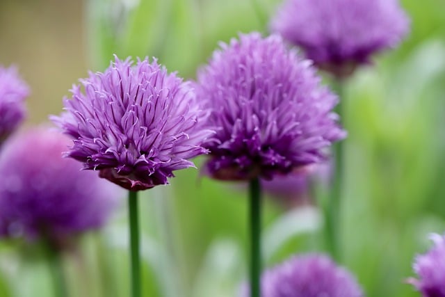 Free download chives leek purple flowers free picture to be edited with GIMP free online image editor