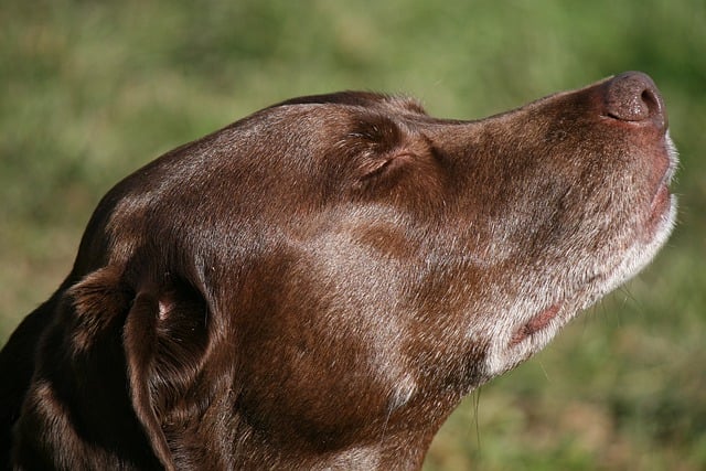 Free download chocolate lab labrador free picture to be edited with GIMP free online image editor