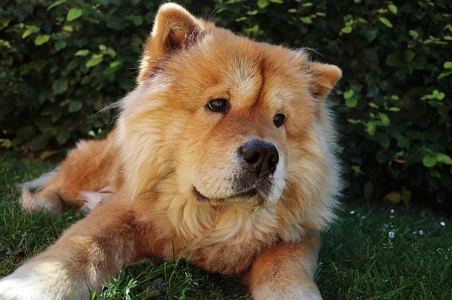 Free download Chow Dog Pet -  free photo or picture to be edited with GIMP online image editor