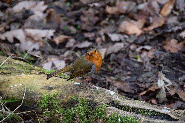 Free download Christmas Card Robin -  free free photo or picture to be edited with GIMP online image editor