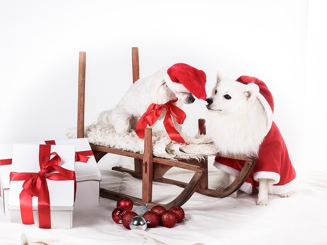 Free download Christmas Dog Cute -  free photo or picture to be edited with GIMP online image editor