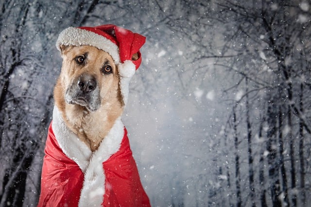 Free download christmas dog domestic animal santa free picture to be edited with GIMP free online image editor