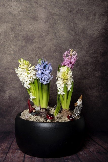 Free download Christmas Julgrupp Hyacinths -  free photo or picture to be edited with GIMP online image editor