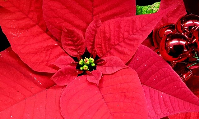 Free download Christmas Poinsettia -  free photo or picture to be edited with GIMP online image editor