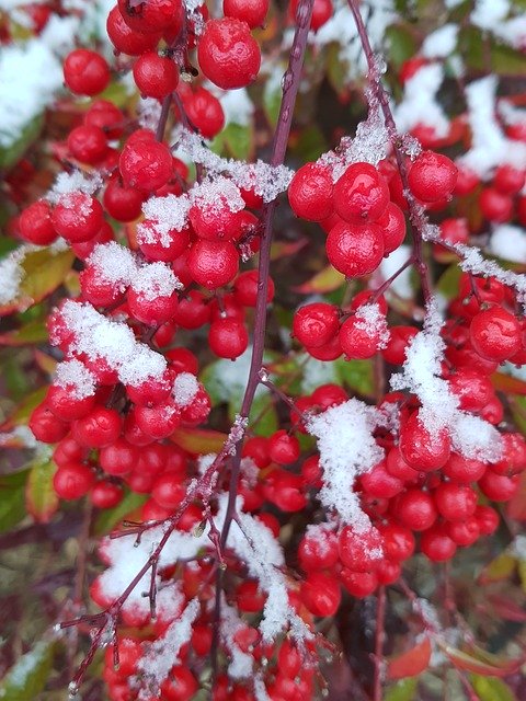 Free download Christmas Red Snowy South Springs -  free photo or picture to be edited with GIMP online image editor