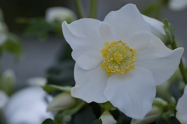 Free download christmas rose botany flower free picture to be edited with GIMP free online image editor