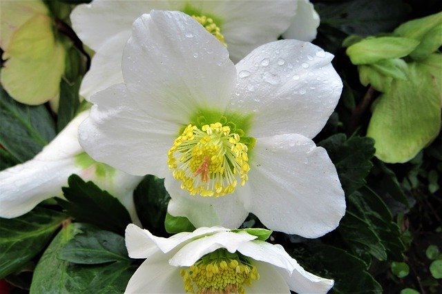 Free download Christmas Rose Drops Bloom -  free photo or picture to be edited with GIMP online image editor