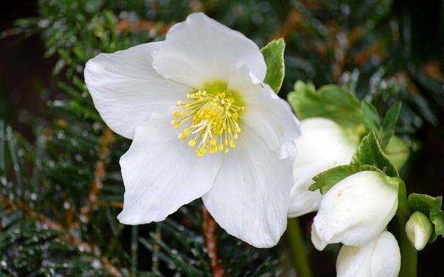 Free download christmas rose flower plant petals free picture to be edited with GIMP free online image editor