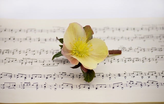 Free download christmas rose sheet music flower free picture to be edited with GIMP free online image editor