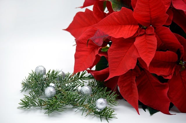 Free download christmas star poinsettia plant free picture to be edited with GIMP free online image editor