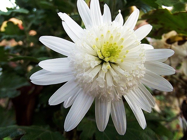 Free download Chrysanthemum Crazy Daisi Double -  free photo or picture to be edited with GIMP online image editor