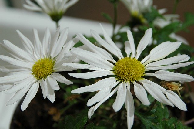 Free download Chrysanthemum Daisy White Flower -  free photo or picture to be edited with GIMP online image editor