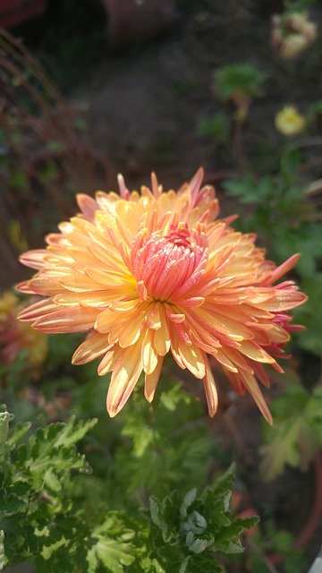 Free download Chrysanthemum Flower Dew Nature -  free photo or picture to be edited with GIMP online image editor