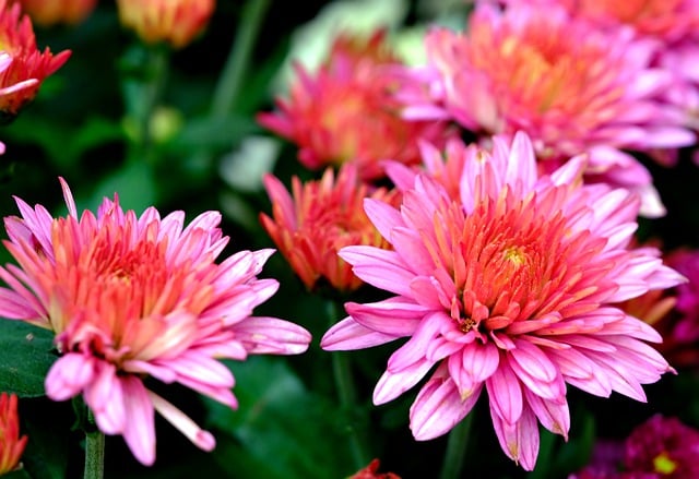 Free download chrysanthemum flower flora nature free picture to be edited with GIMP free online image editor