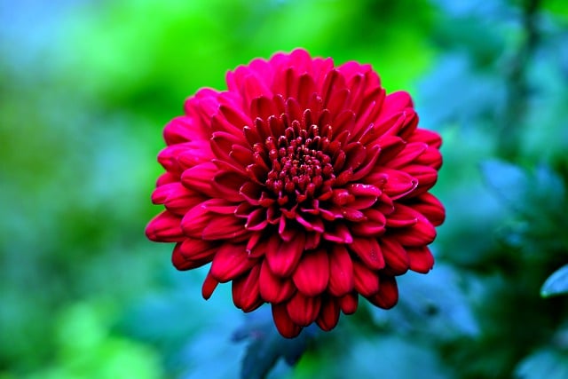 Free download Chrysanthemum Flower Plant -  free photo or picture to be edited with GIMP online image editor