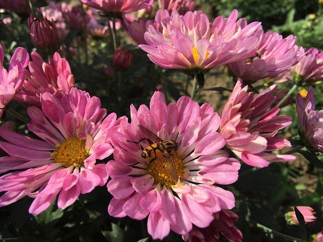 Free download Chrysanthemum Flowers Autumn Hover -  free photo or picture to be edited with GIMP online image editor