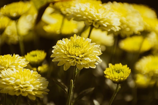 Free download chrysanthemum flowers plant free picture to be edited with GIMP free online image editor