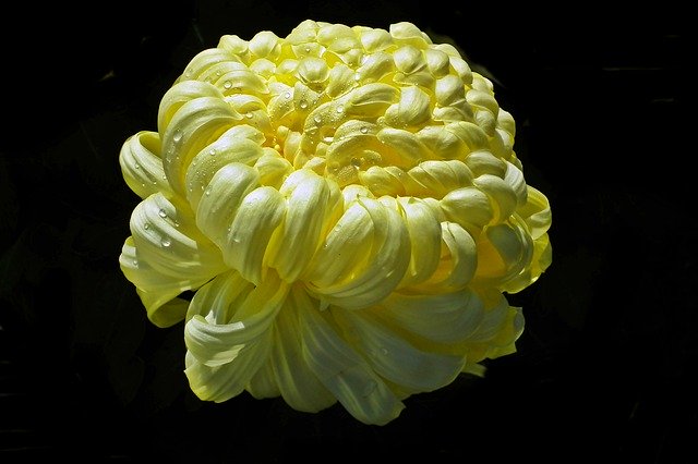 Free download Chrysanthemum Flower Yellow -  free free photo or picture to be edited with GIMP online image editor