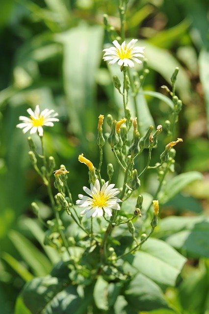 Free download Chrysanthemum Plant Flowers -  free photo or picture to be edited with GIMP online image editor